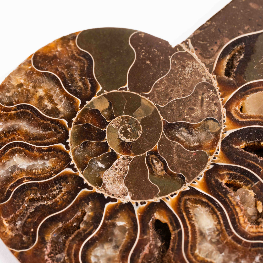 Ammonite