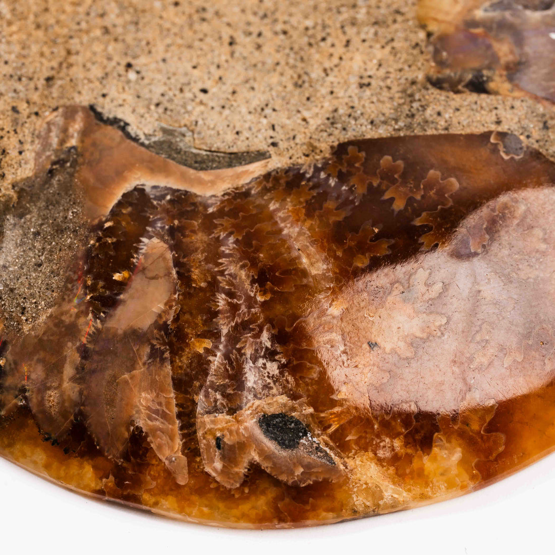 Ammonite