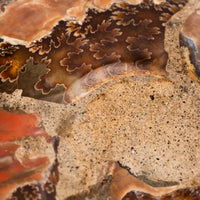 Ammonite