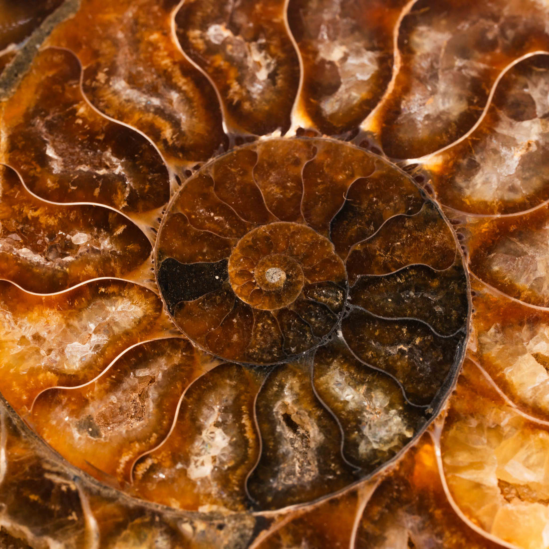 Ammonite