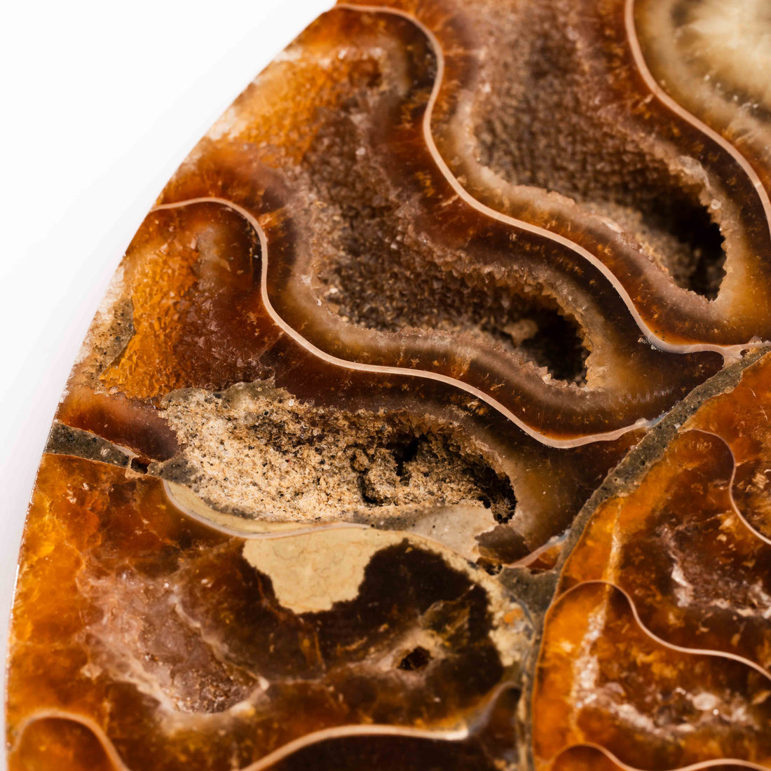 Ammonite