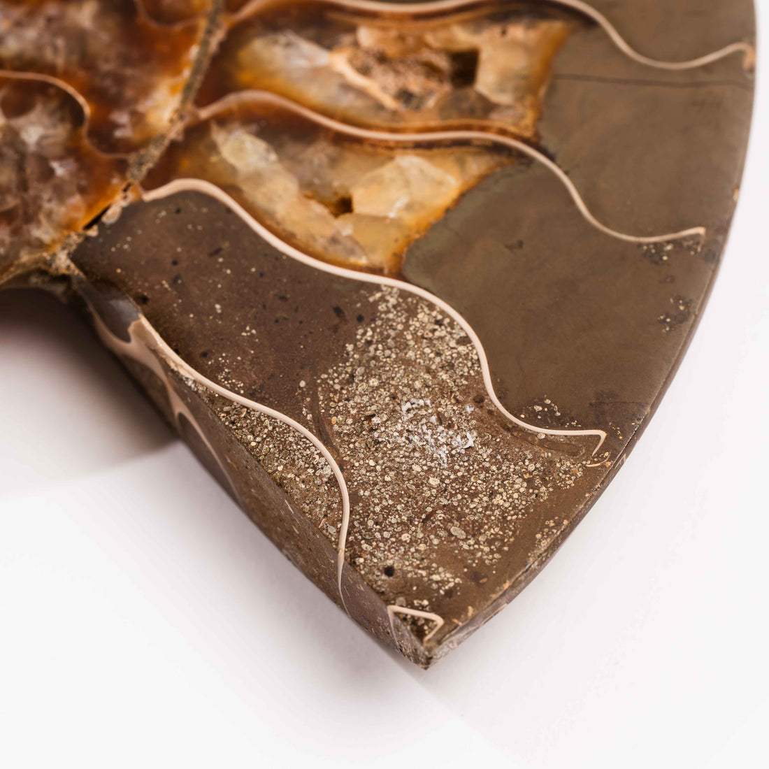 Ammonite