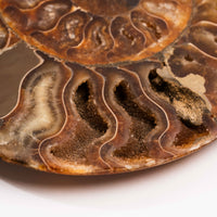 Ammonite