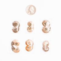 Ammonite - Intuitive Picks