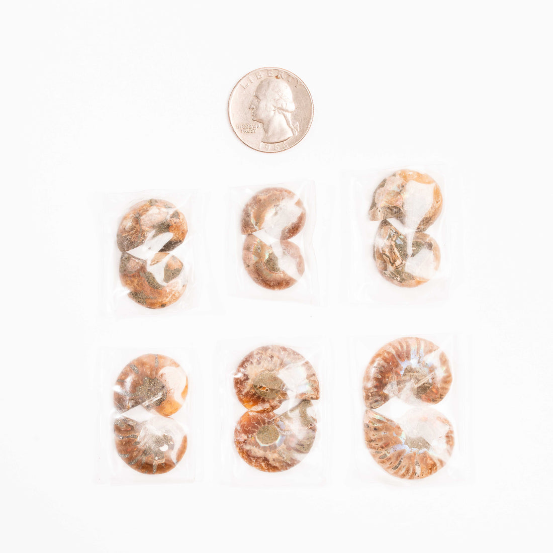Ammonite - Intuitive Picks
