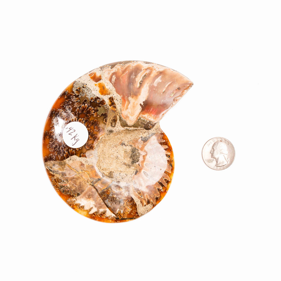 Ammonite