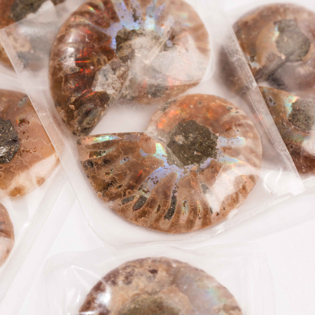 Ammonite - Intuitive Picks