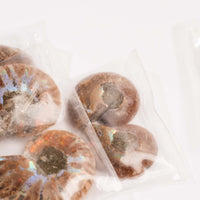 Ammonite - Intuitive Picks