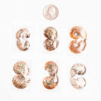 Ammonite - Intuitive Picks