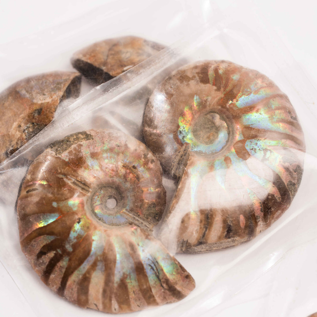 Ammonite - Intuitive Picks
