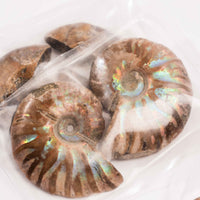 Ammonite - Intuitive Picks