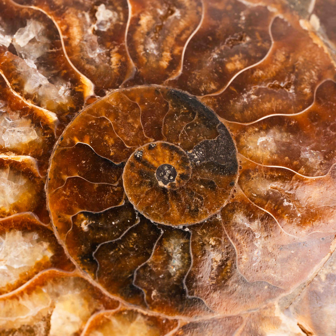 Ammonite