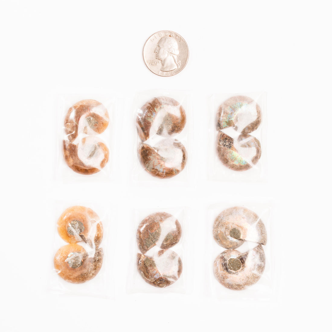 Ammonite - Intuitive Picks