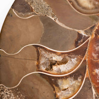 Ammonite