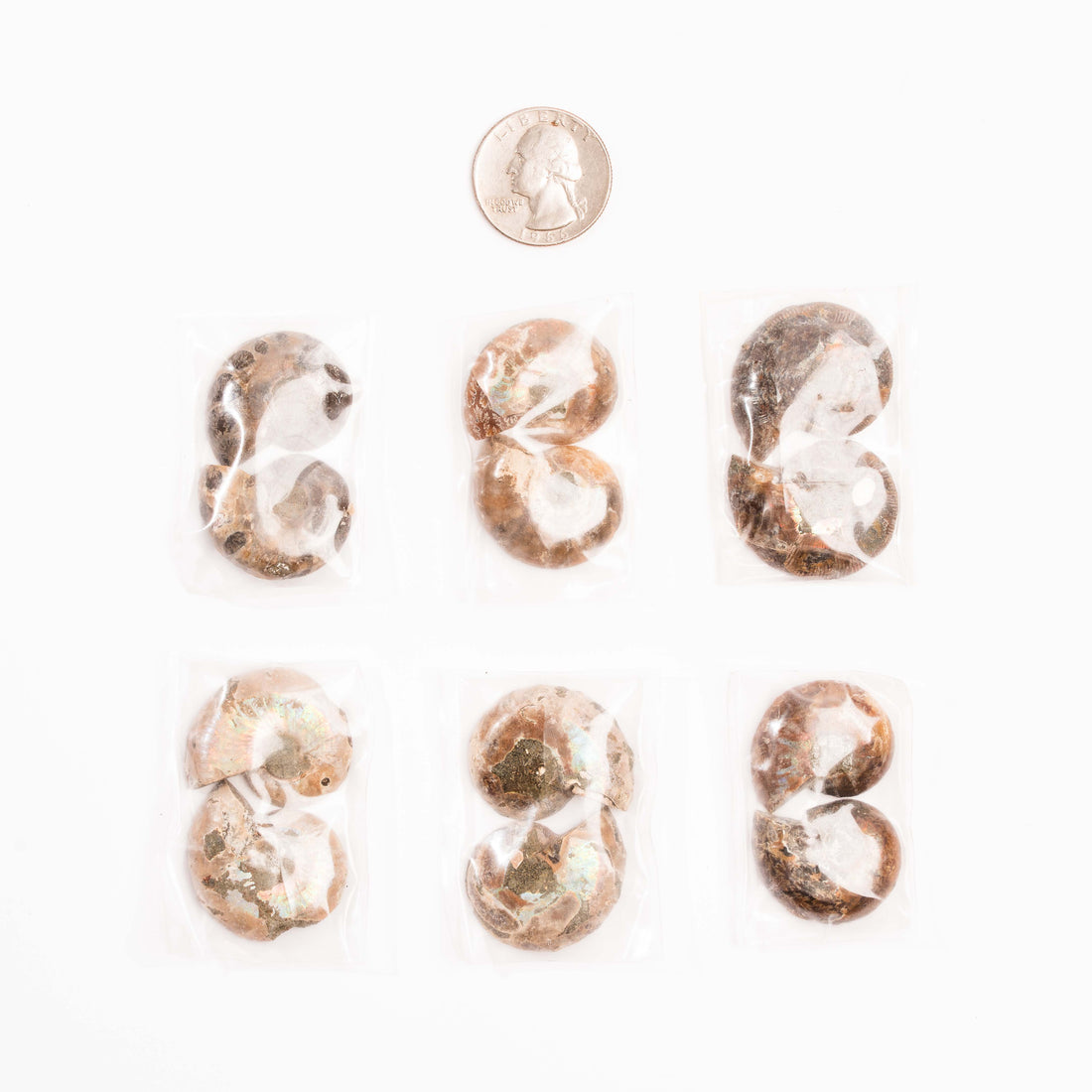 Ammonite - Intuitive Picks