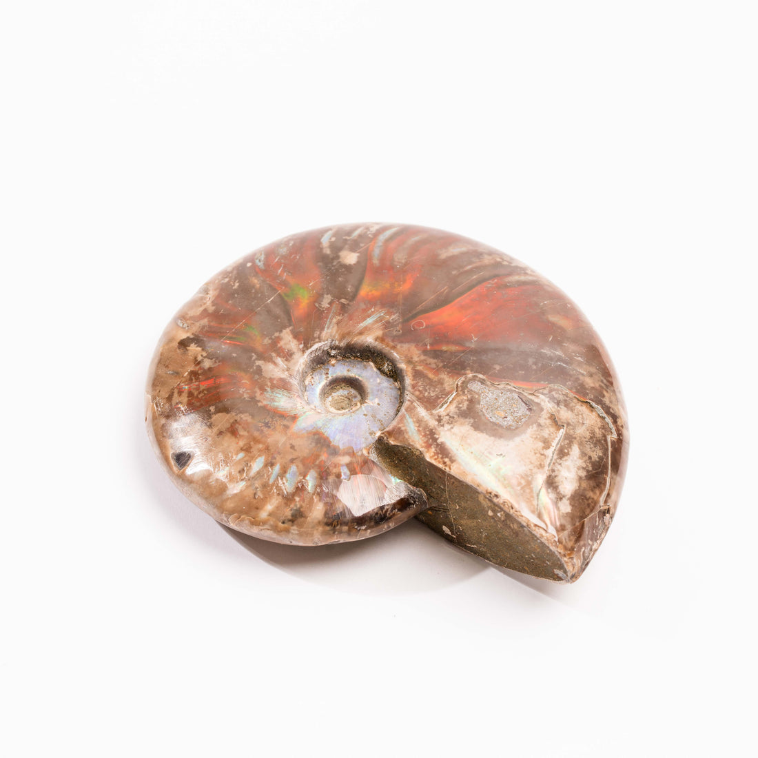 Ammonite