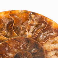 Ammonite
