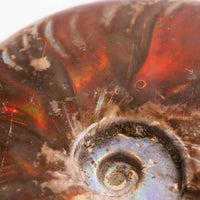 Ammonite