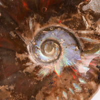 Ammonite