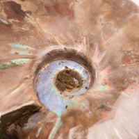 Ammonite