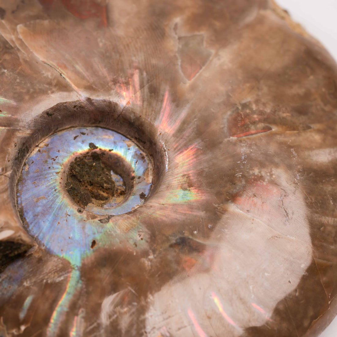 Ammonite