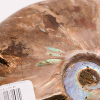Ammonite