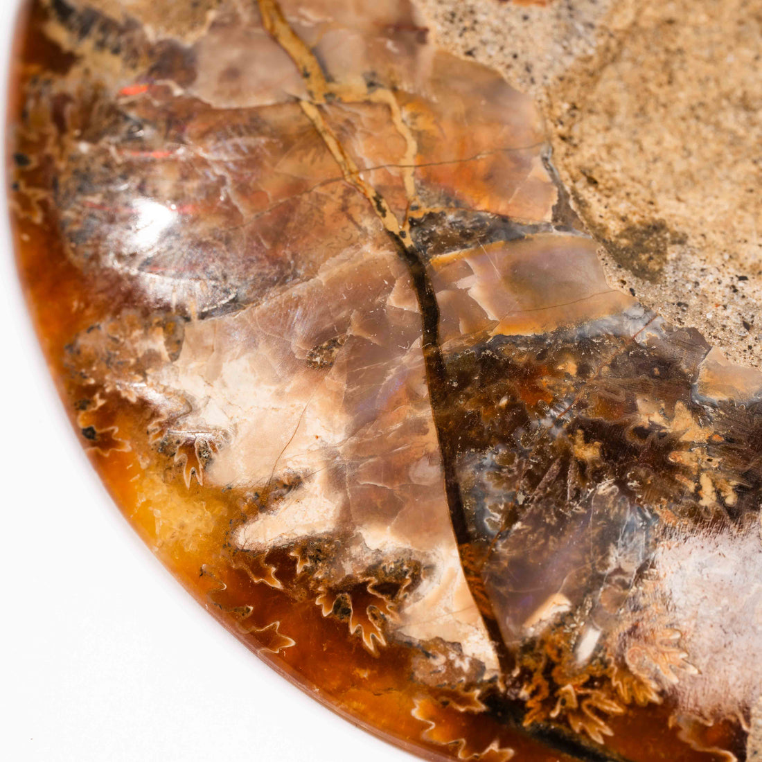 Ammonite