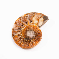 Ammonite