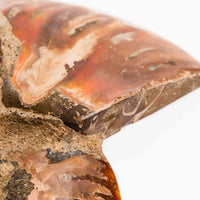 Ammonite