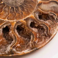 Ammonite