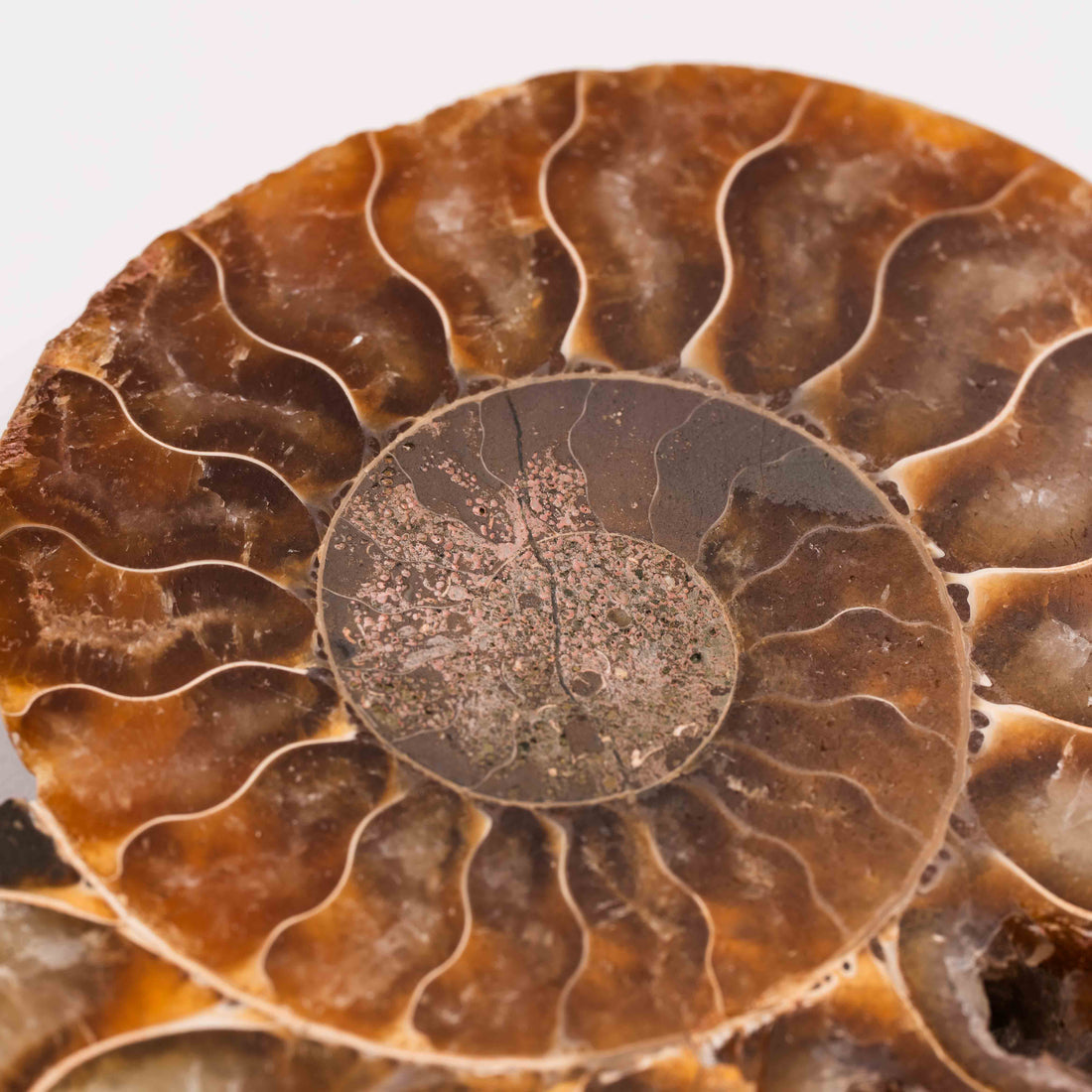 Ammonite