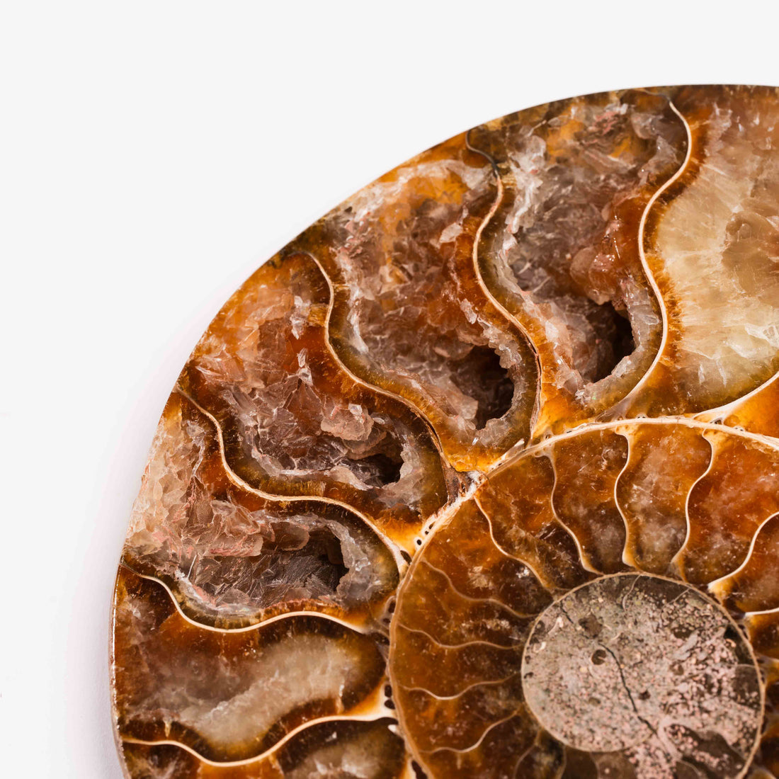 Ammonite