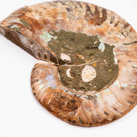 Ammonite