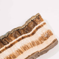 Barite w/ Pyrite - Slab