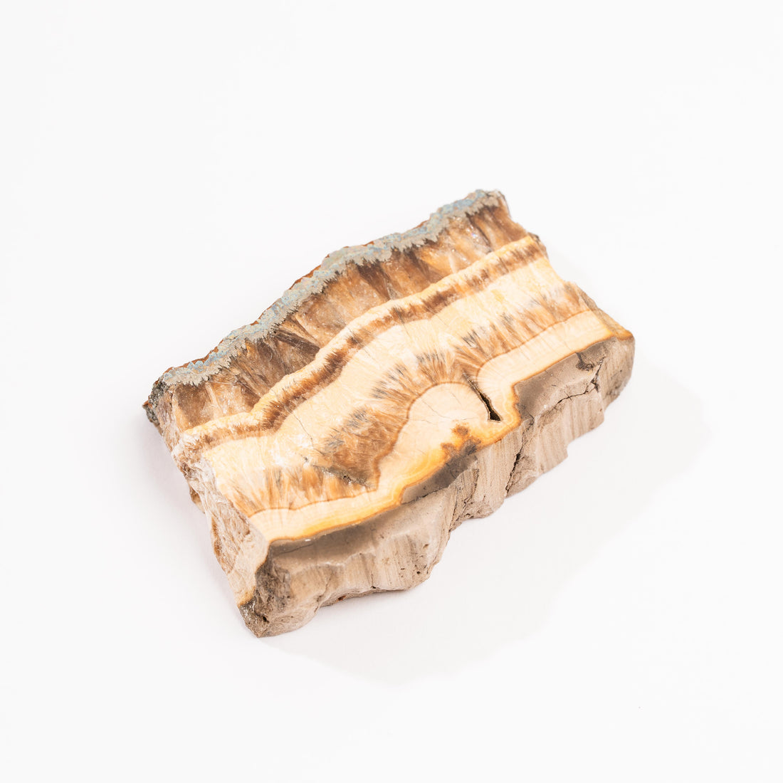 Barite w/ Pyrite - Slab