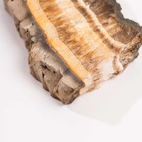 Barite w/ Pyrite - Slab