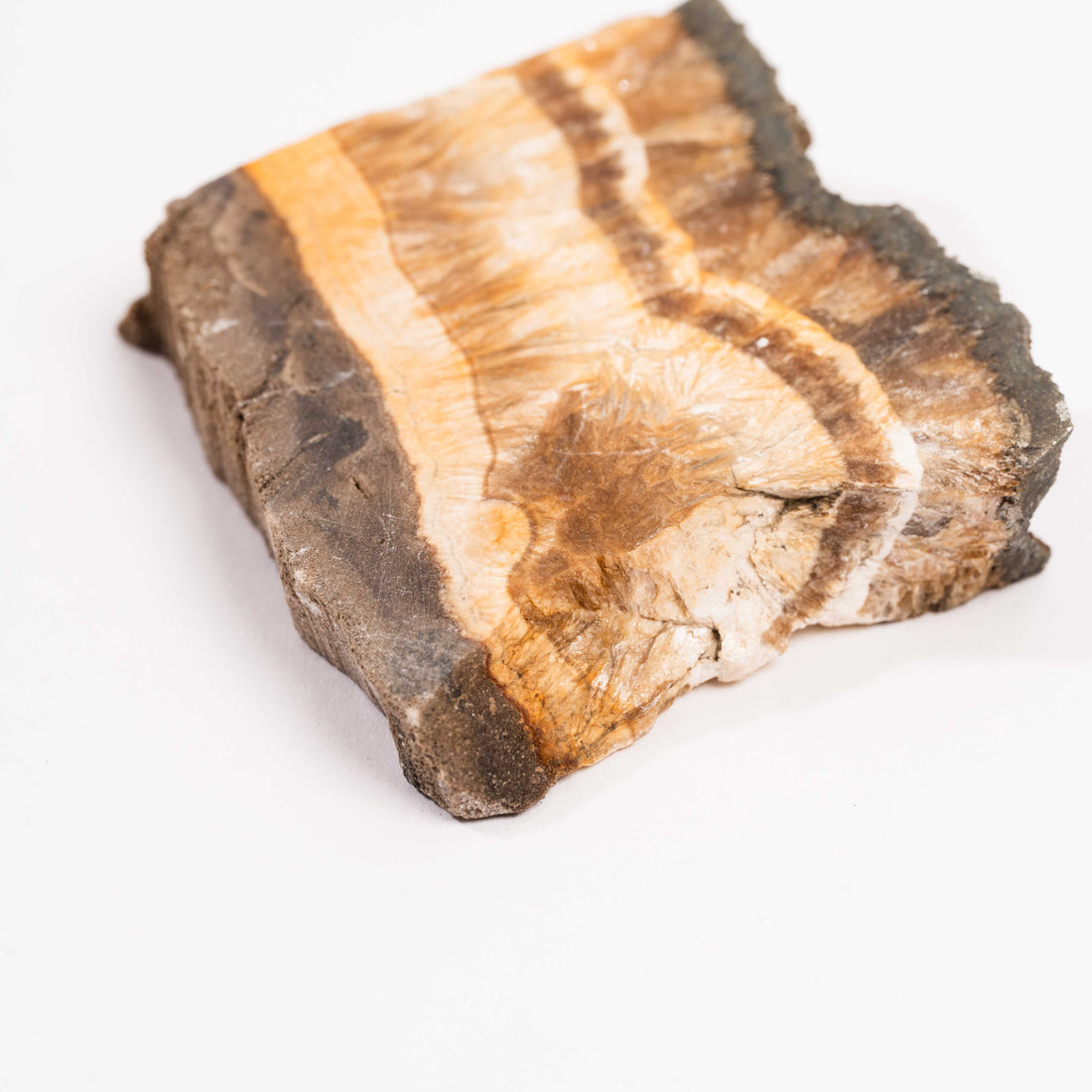 Barite w/ Pyrite - Slab