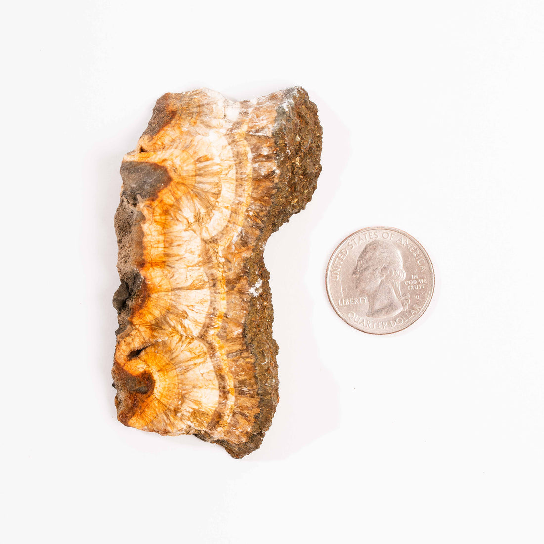 Barite w/ Pyrite - Slab