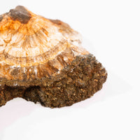 Barite w/ Pyrite - Slab