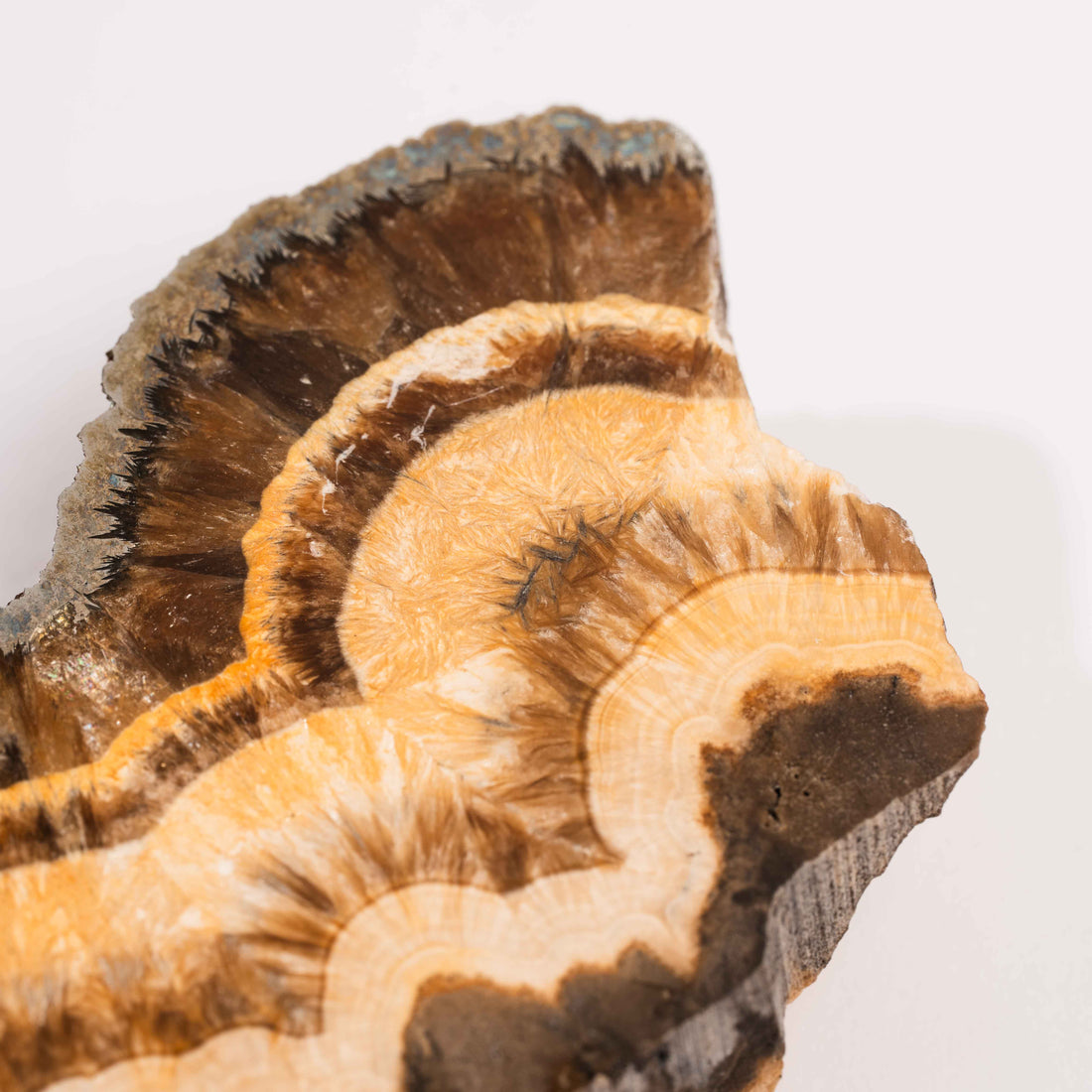 Barite w/ Pyrite - Slab