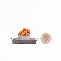 Crocoite- Cluster