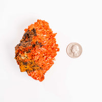 Crocoite- Cluster