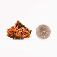 Crocoite- Cluster