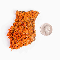 Crocoite- Cluster