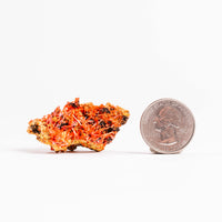 Crocoite- Cluster