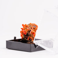 Crocoite- Cluster
