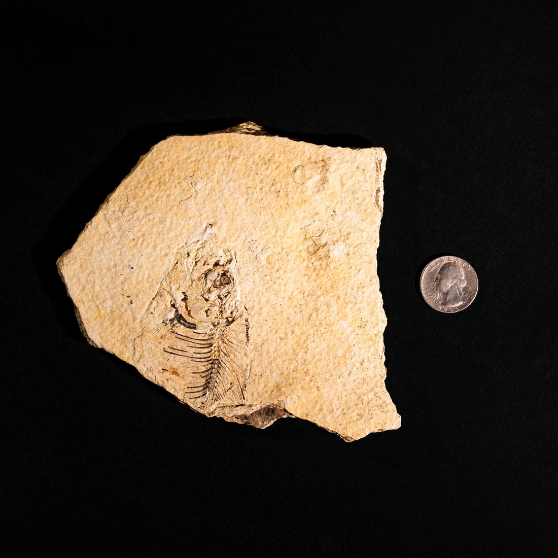 Fish Fossil- Earth Love Gallery