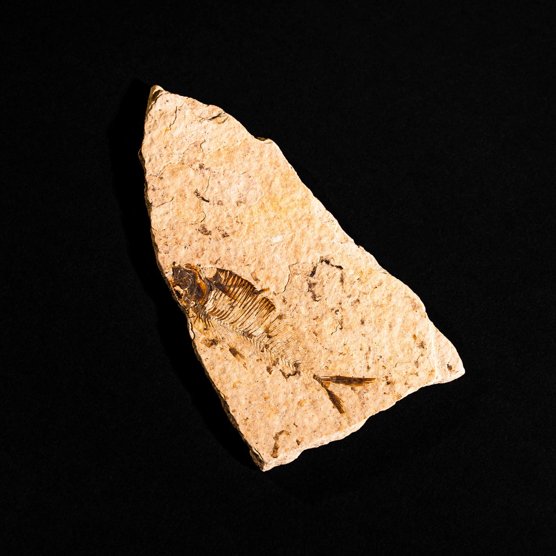 Fish Fossil- Earth Love Gallery