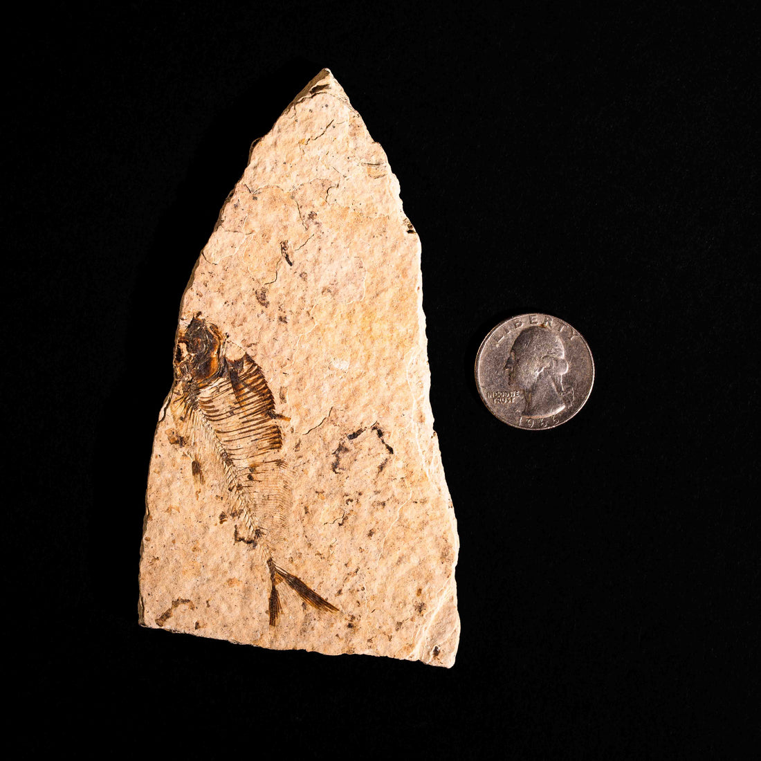 Fish Fossil- Earth Love Gallery