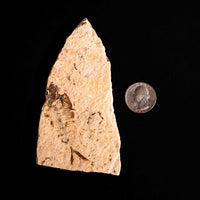 Fish Fossil- Earth Love Gallery